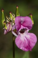 Himalayan Balsam