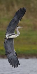 Grey Heron