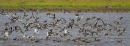 Redshank