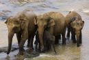 Asian_Elephant_Group
