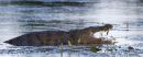 Mugger_Crocodile
