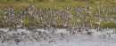 Black-tailed Godwits