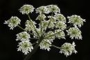 Hog Weed