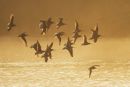 Bar-tailed Godwits