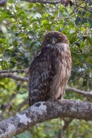 Brown_Fish_Owl