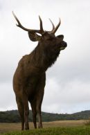 Sambar_Stag