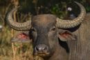 Water_Buffalo