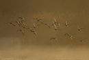Bar-tailed Godwits