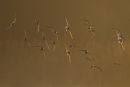 Bar_tailed Godwits