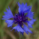 Cornflower