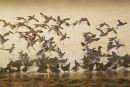 Avocets