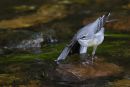 Grey Wagtail