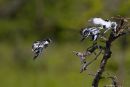 Squabbling_Pied_Kingfisher