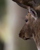 Resting Fallow Stag