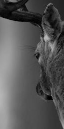BWPA 2012 "Finalist Entry"