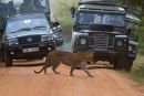 Leopard_and_Company