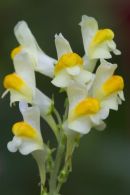 Toadflax