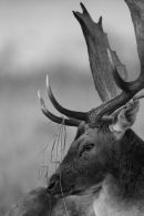 Resting Fallow Stag