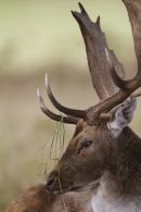 Resting Fallow Stag