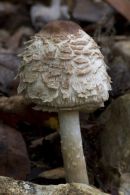 Shaggy Parasol
