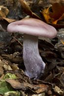 Wood Blewit
