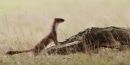 Stoat