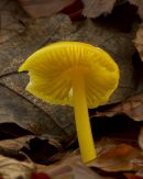 Golden Waxcap