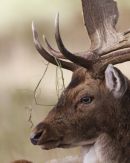 Resting Fallow Stag