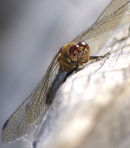 Keeled_Skimmer_4