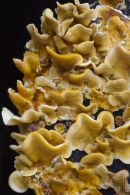 Yellow Stereum