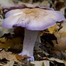 Wood Blewit