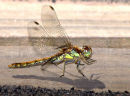 Common_Darter_3