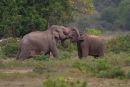 Amorous_Elephants