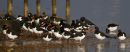 Oystercatchers
