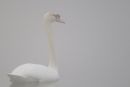 Mute Swan Through the Mist