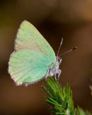Green_Hairstreak_Butterfly