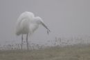 Lucky Little Egret Through the Mist