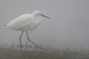 Little Egret