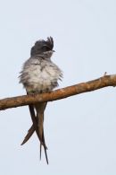 Crested_Treeswift