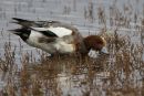 Wigeon
