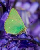 Green_Hairstreak