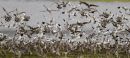 Avocets and Godwits