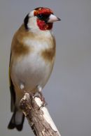 Goldfinch
