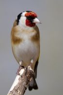 Goldfinch