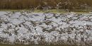 Avocets and Godwits