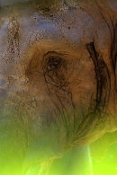 African_Elephant_1