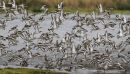 Godwits