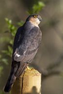 Male Sparrowhawk