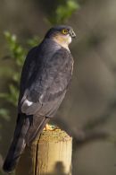 Male Sparrowhawk