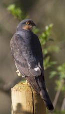 Male Sparrowhawk
